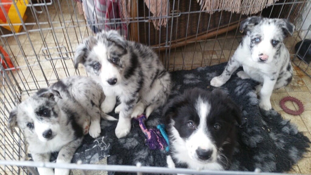 australian shepherd puppies for sale gumtree